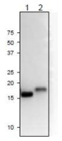 Fd2 | Ferredoxin 2 (chloroplastic) in the group Antibodies Plant/Algal / Photosynthesis / Electron transfer at Agrisera AB (Antibodies for research) (AS20 4433)